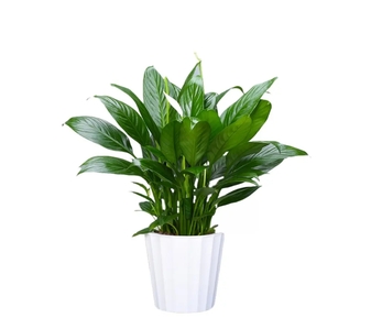 宁波鄞州盆景出租，专业设计打造独特景观